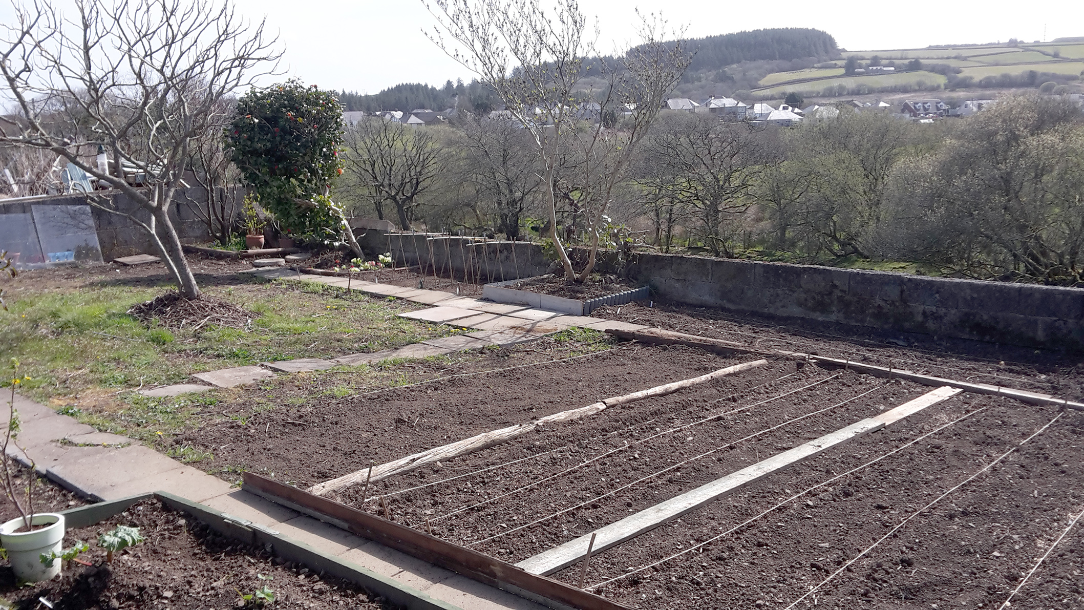 Back of garden with newly dug and planted vegetables